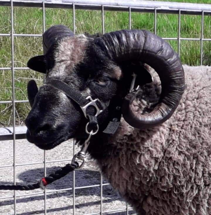 Registered Shearling Ram image 1