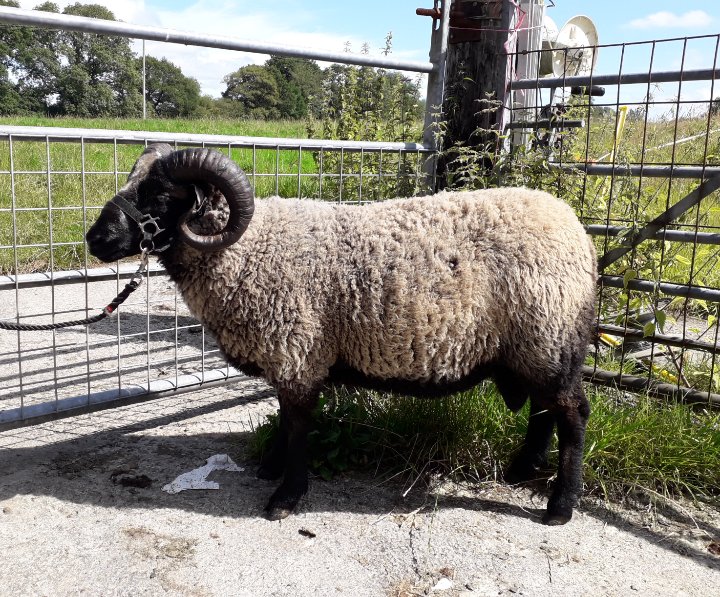 Registered Shearling Ram image 2
