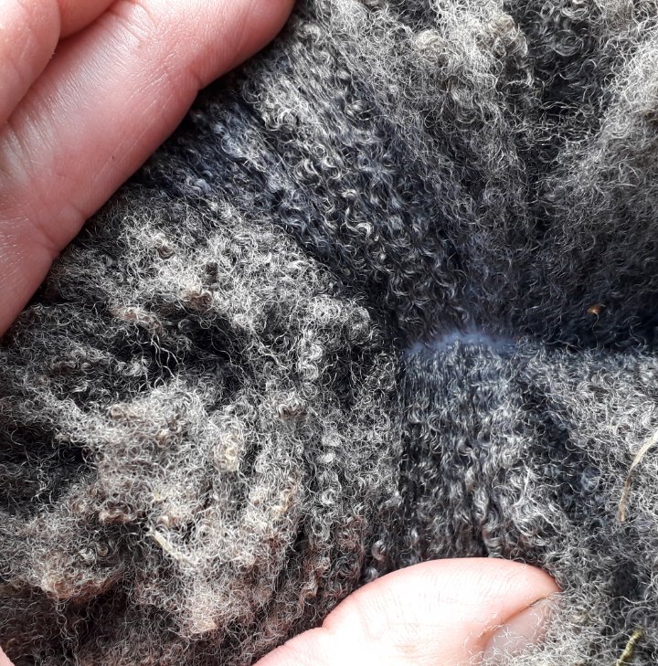 Registered Shearling Ram image 3