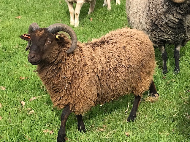 Shetland Rams, Ewes & Lambs for Sale image 1