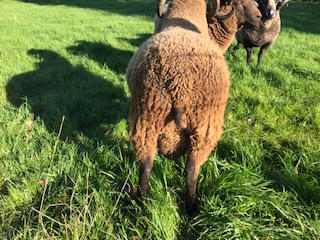 Shetland Rams, Ewes & Lambs for Sale image 2