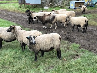 Shetland Rams, Ewes & Lambs for Sale image 3