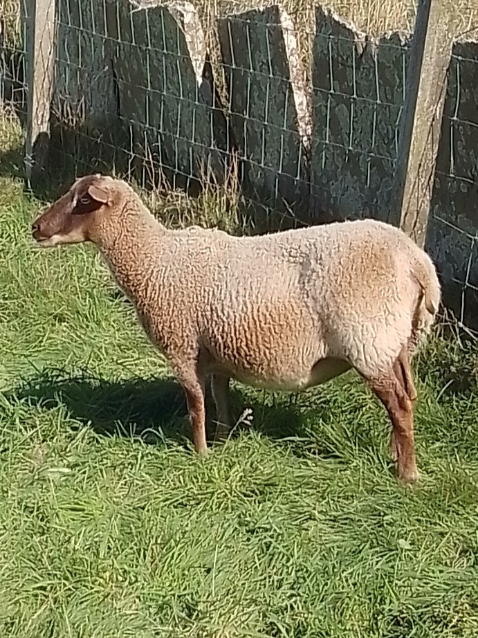 Small Flock for sale