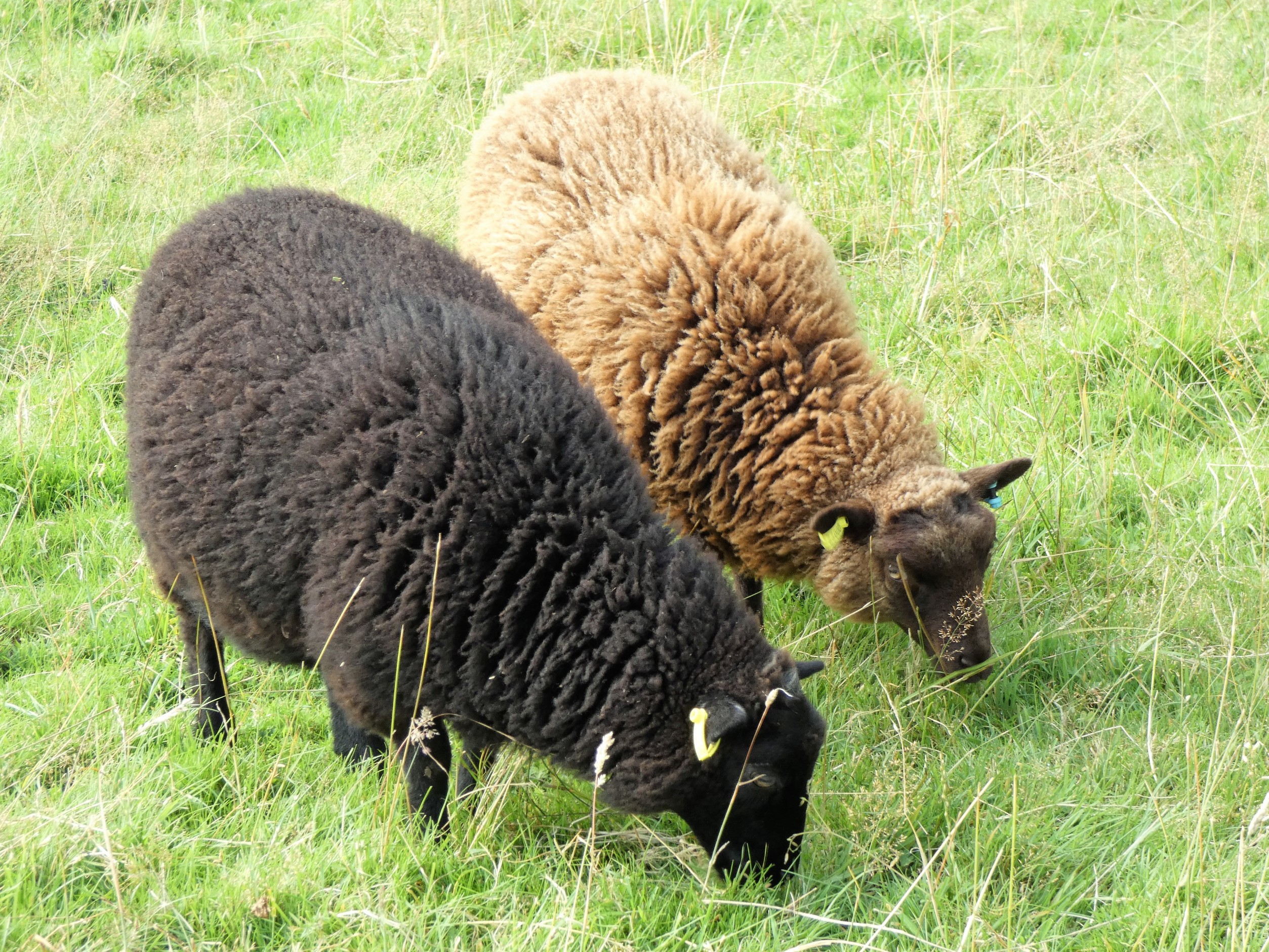 Shearlings and ewe lambs for sale image 1