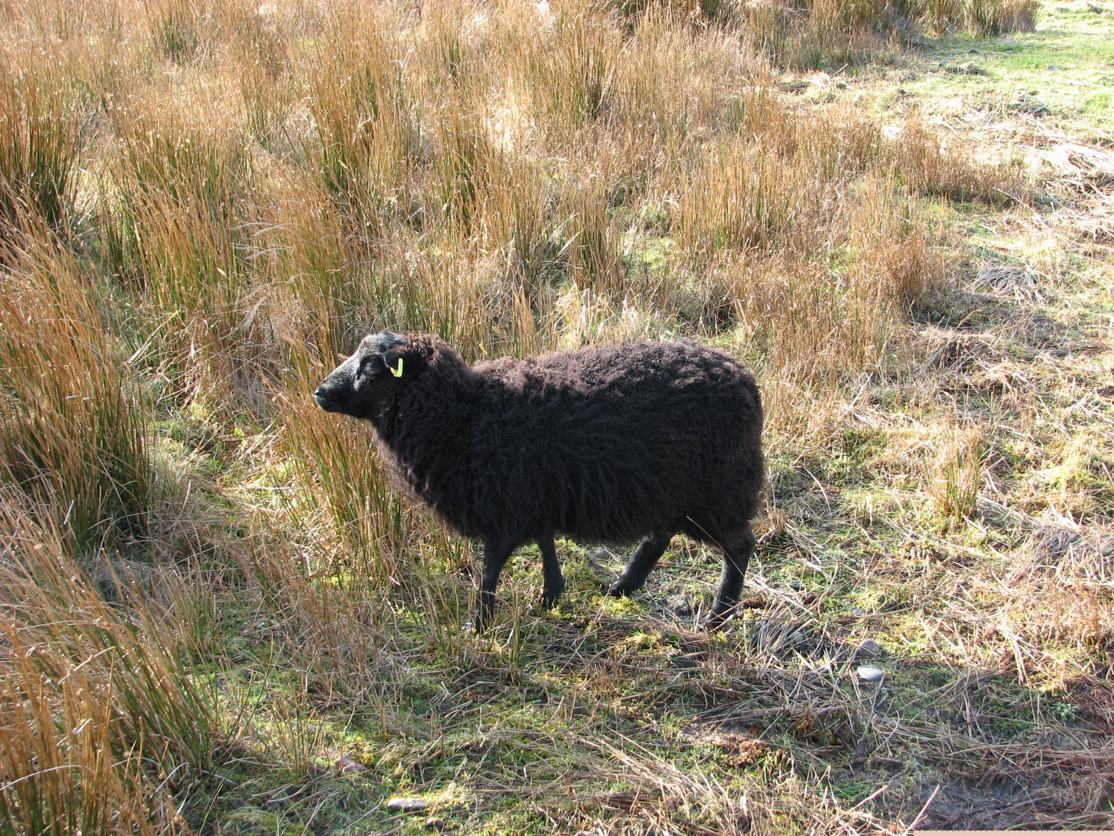 Black ewe lamb for sale