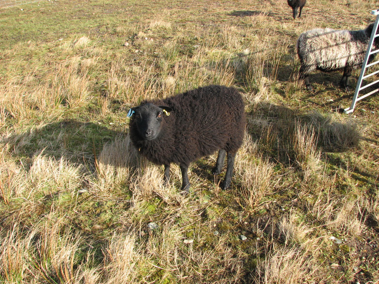 Black ewe lamb for sale image 2