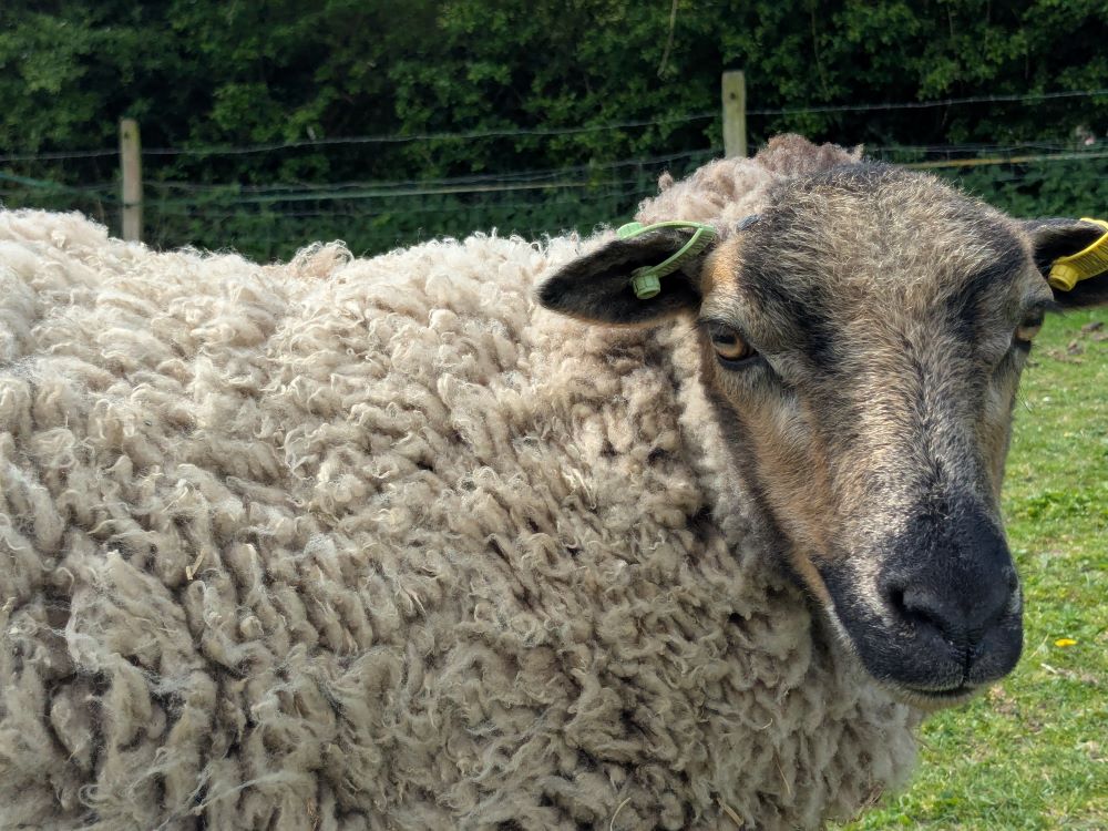 Pedigree Shetlands for sale