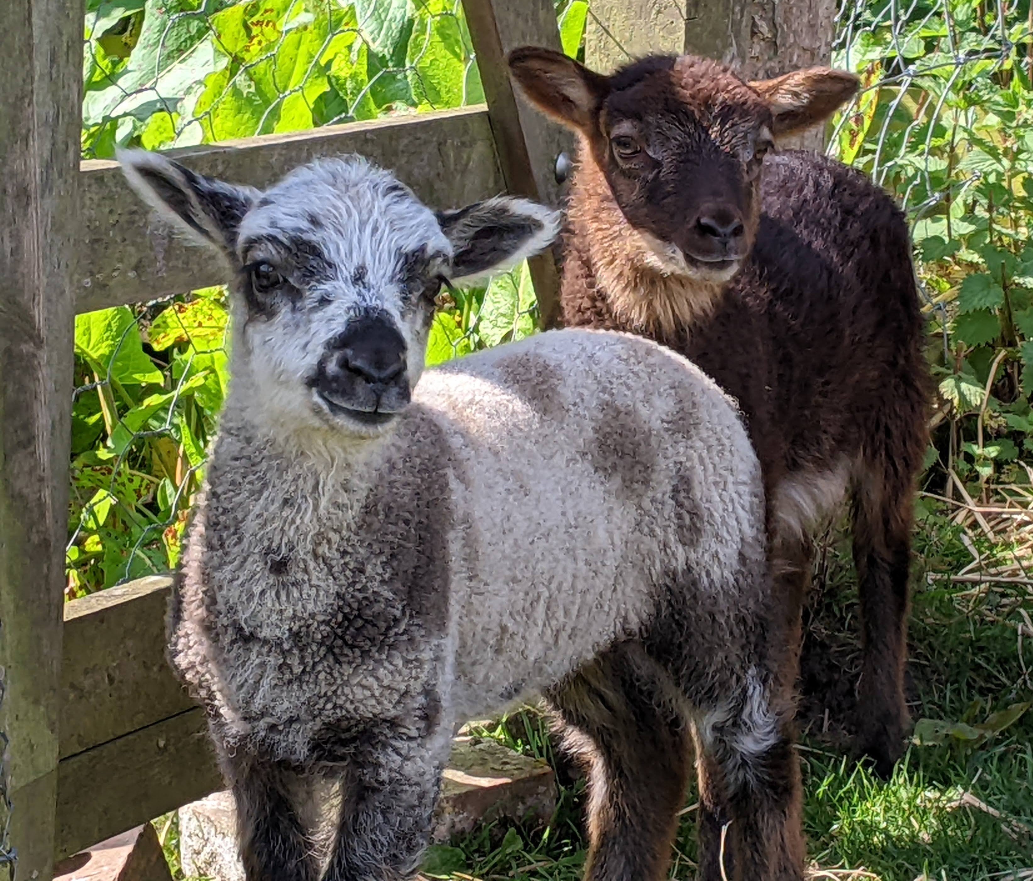 Pedigree Shetlands for sale image 2