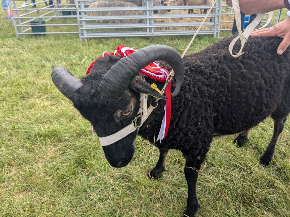 Pedigree Shetlands for sale image 3