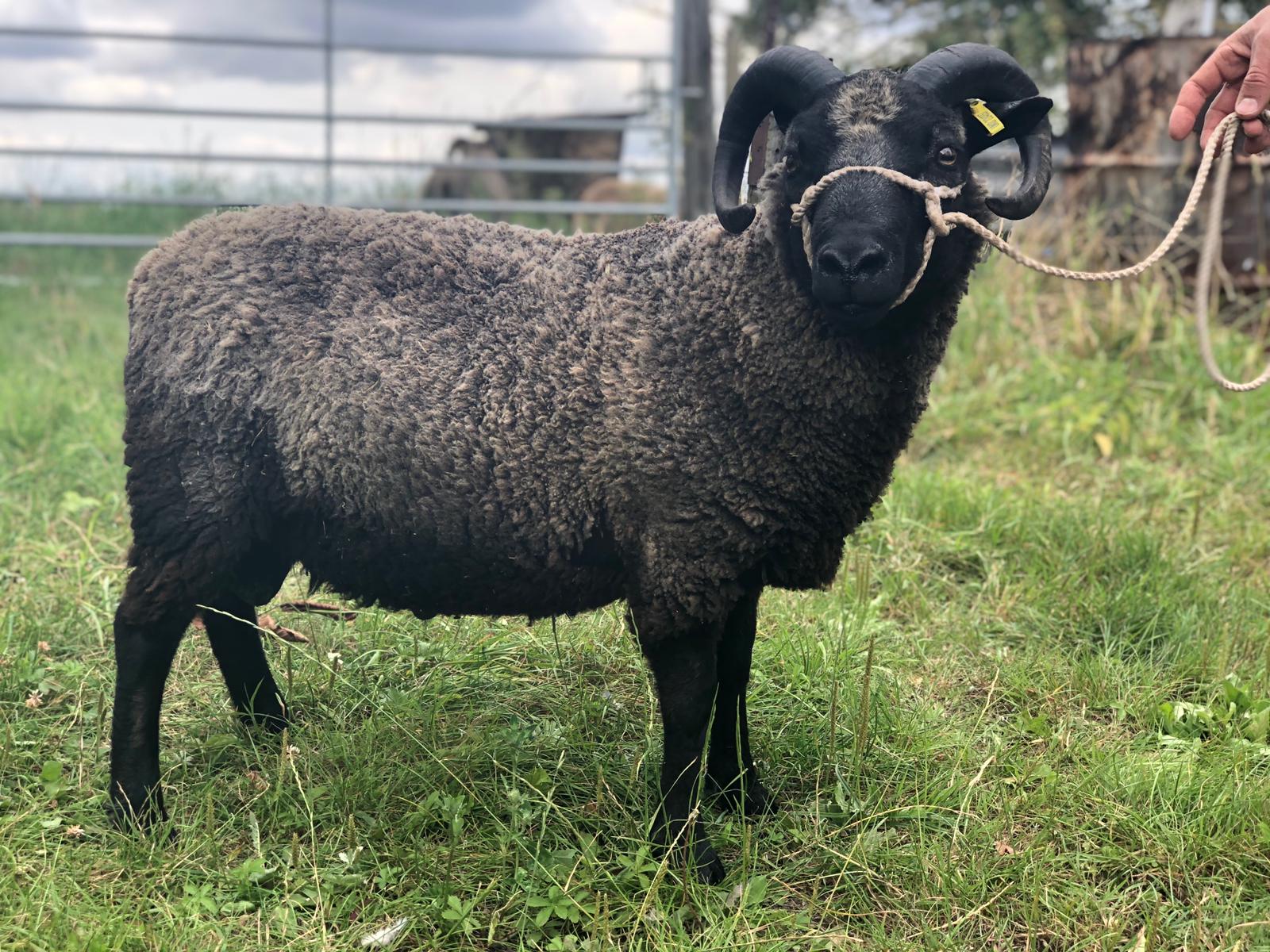 Shearling Ram | Shetland Sheep Society