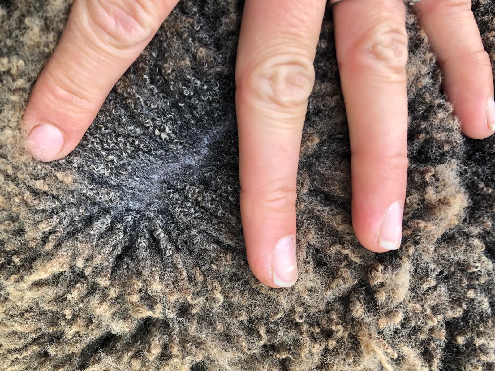 Shearling Ram image 2