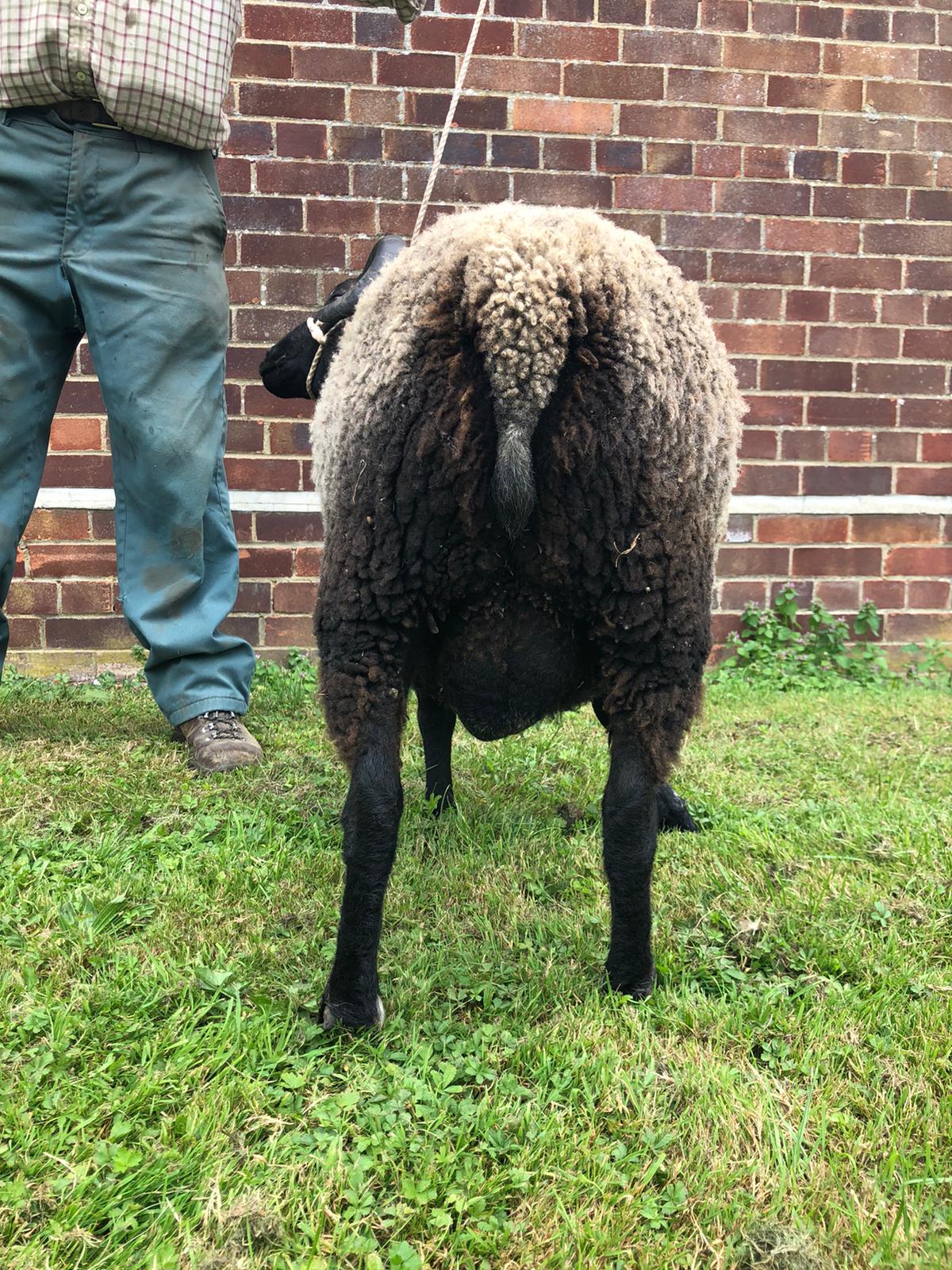 Shearling Ram image 3
