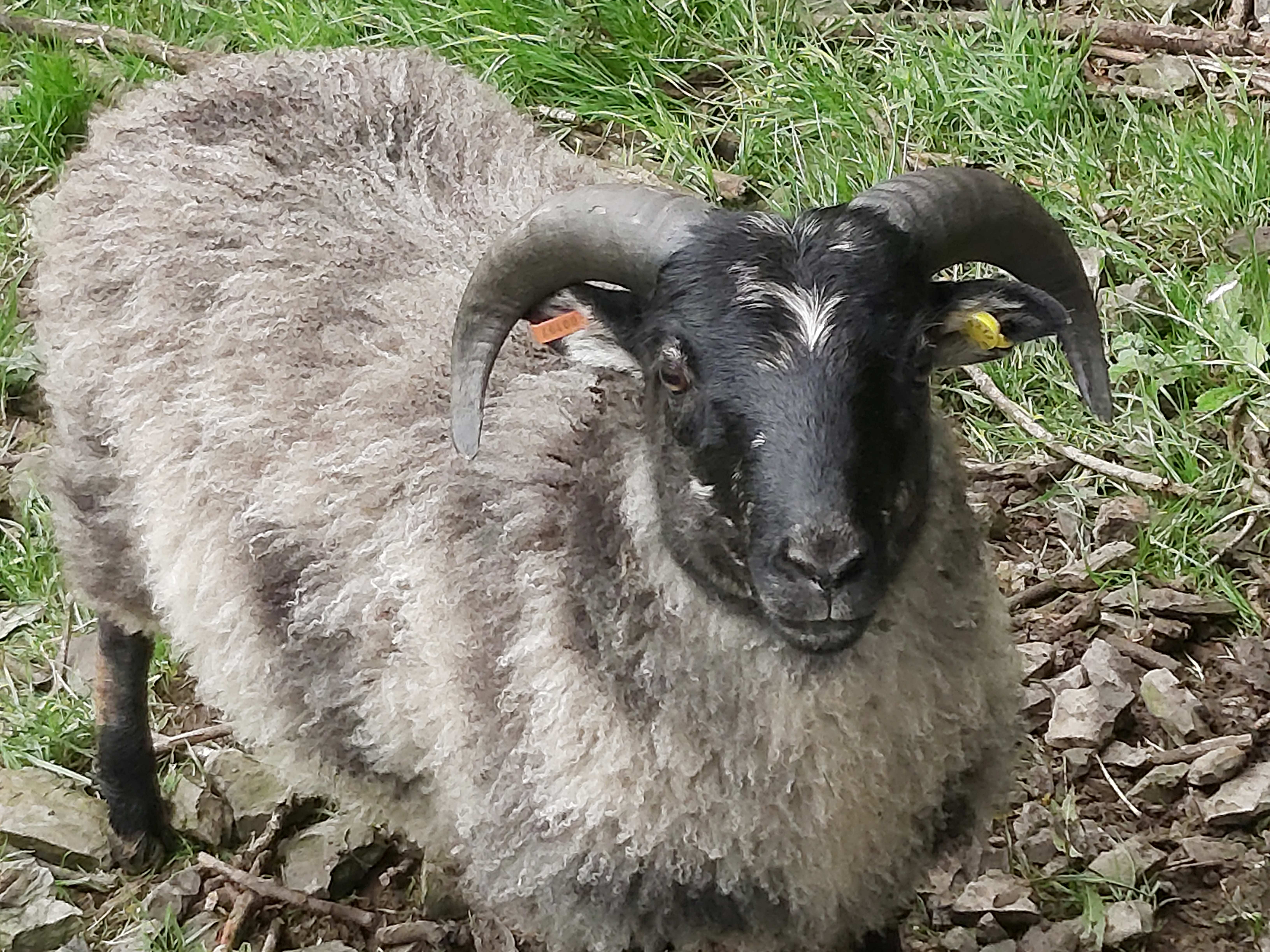 6 month registered Grey Ram