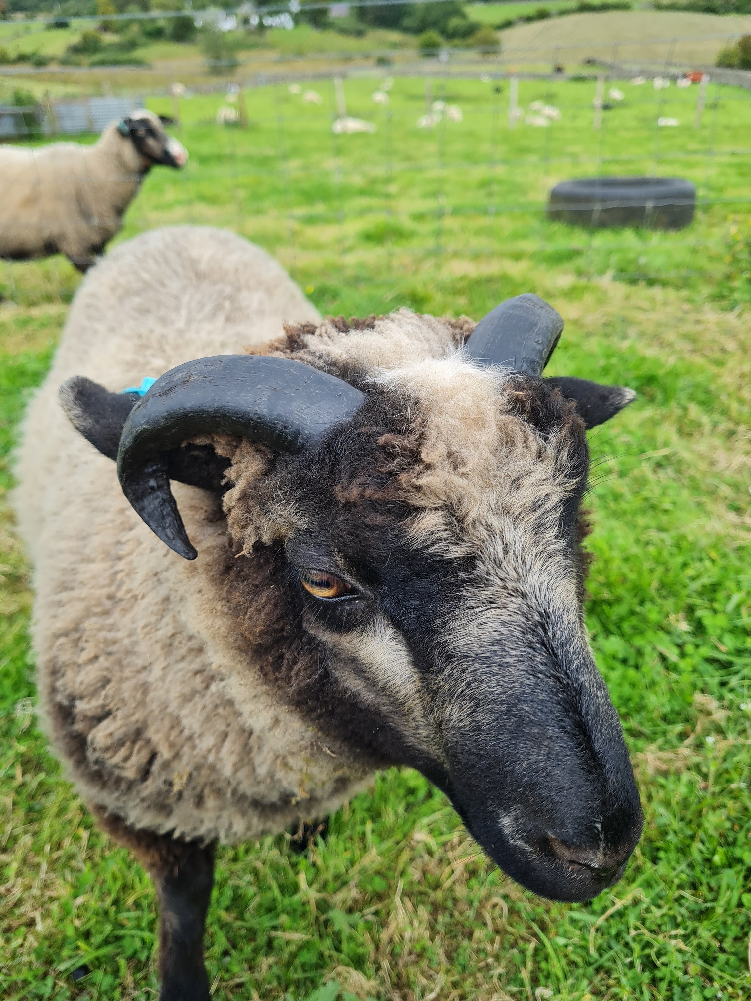 Ram Lamb for sale Shetland Sheep Society