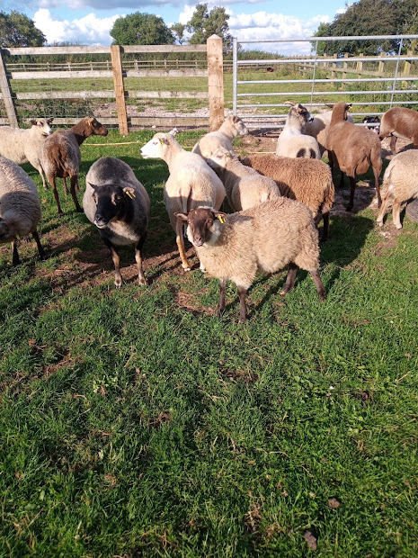 Quality young Shetlands for sale | Shetland Sheep Society