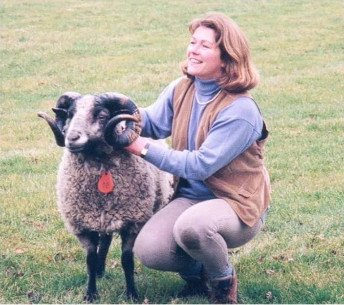 Todhill Flock of Coloured Shetland Sheep image 1