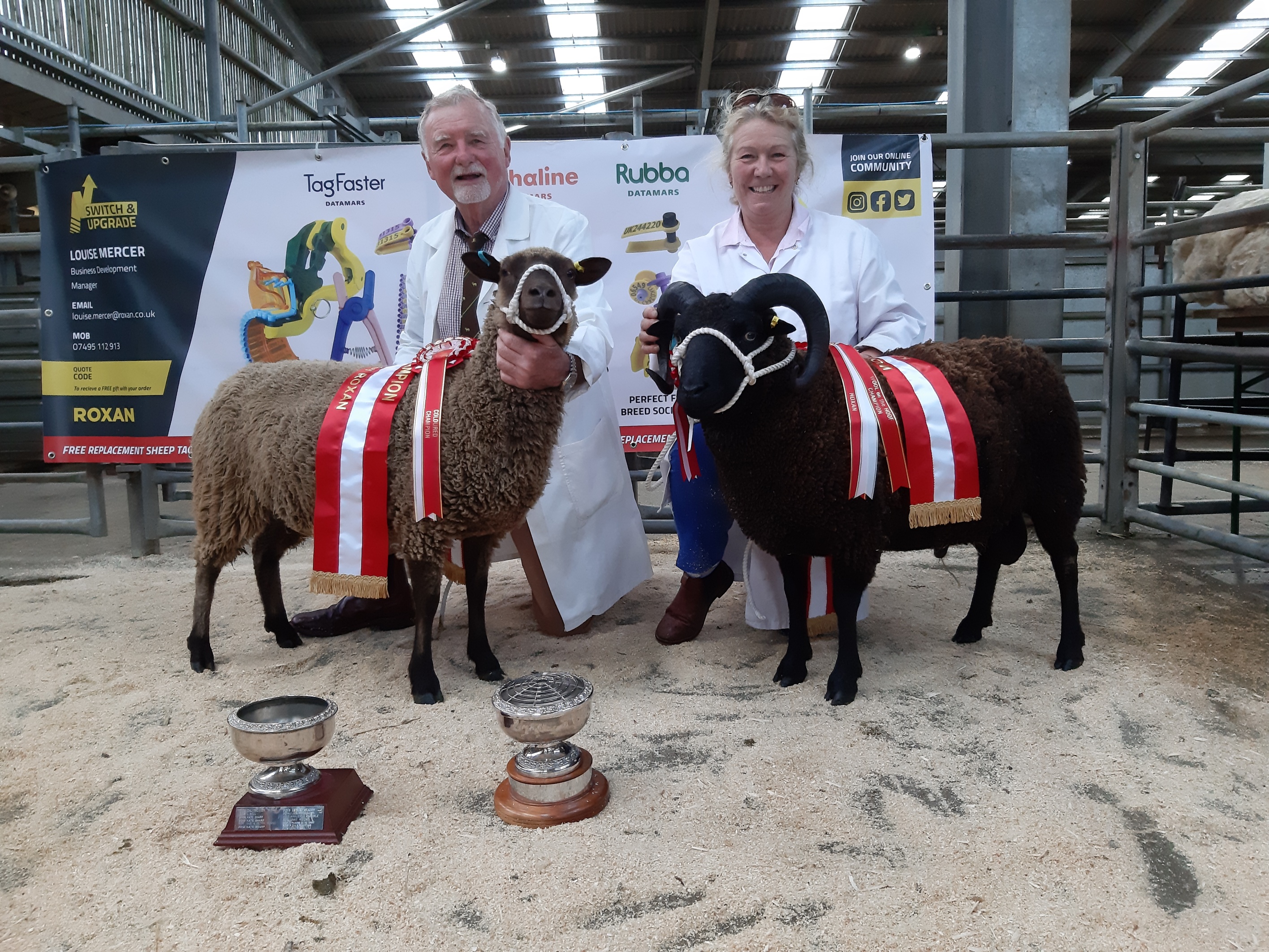 Todhill Flock of Coloured Shetland Sheep image 2