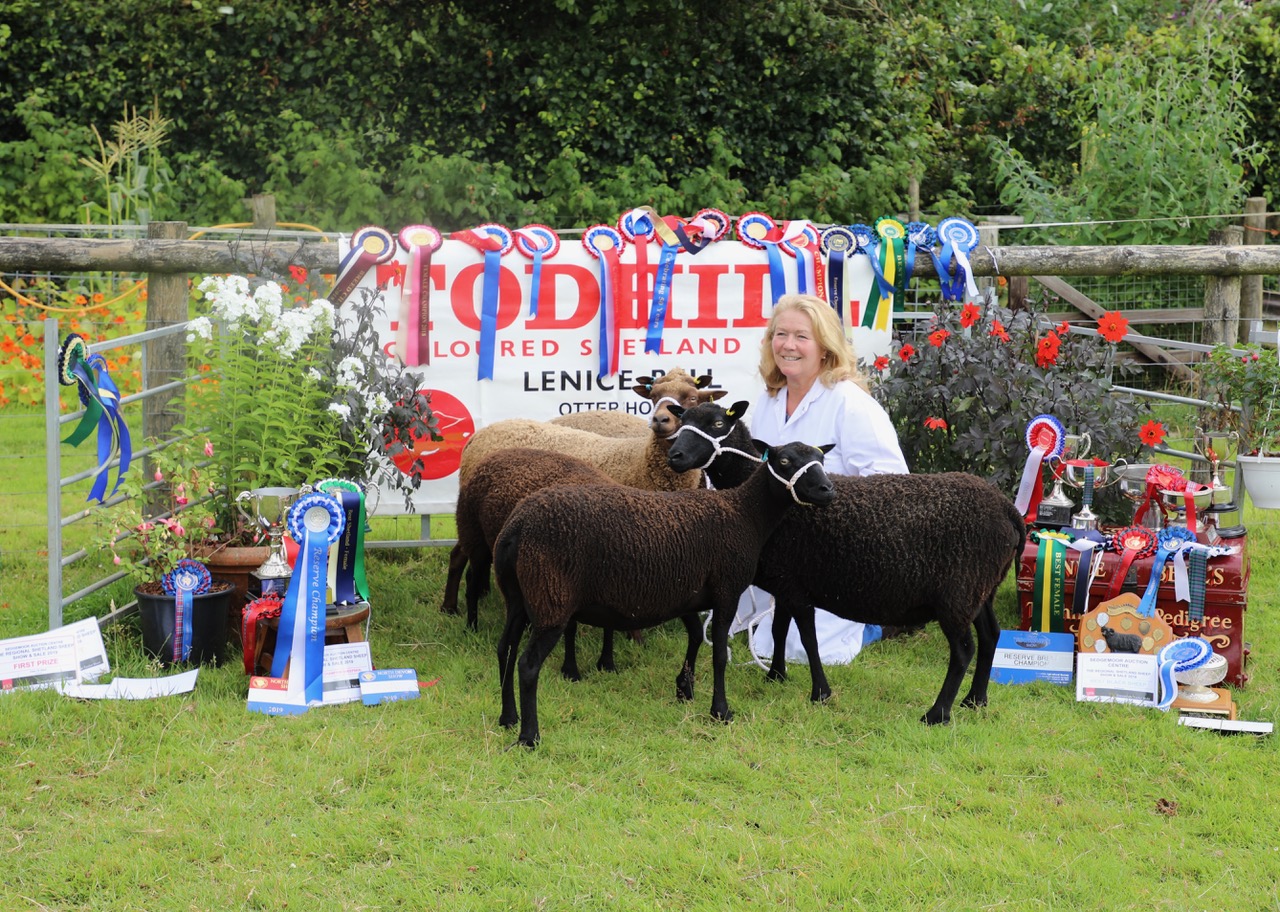 Todhill Flock of Coloured Shetland Sheep image 3