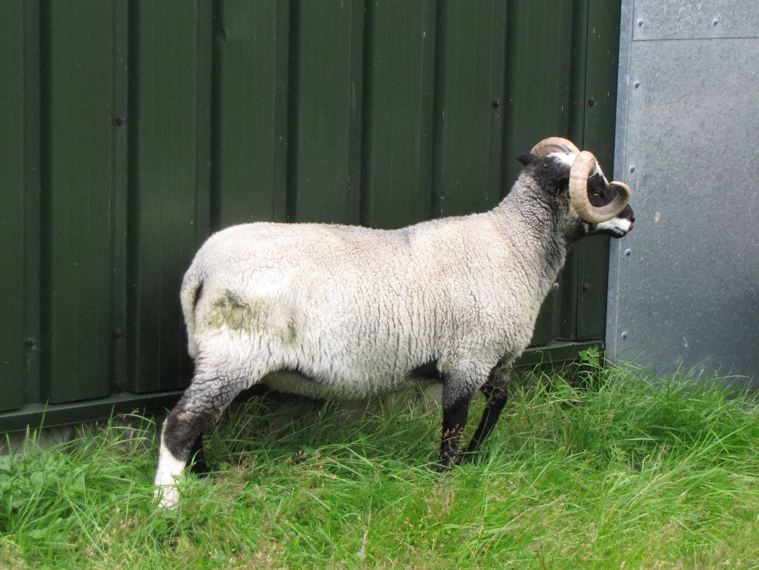 Two shearling tups and ewe lambs for sale image 1