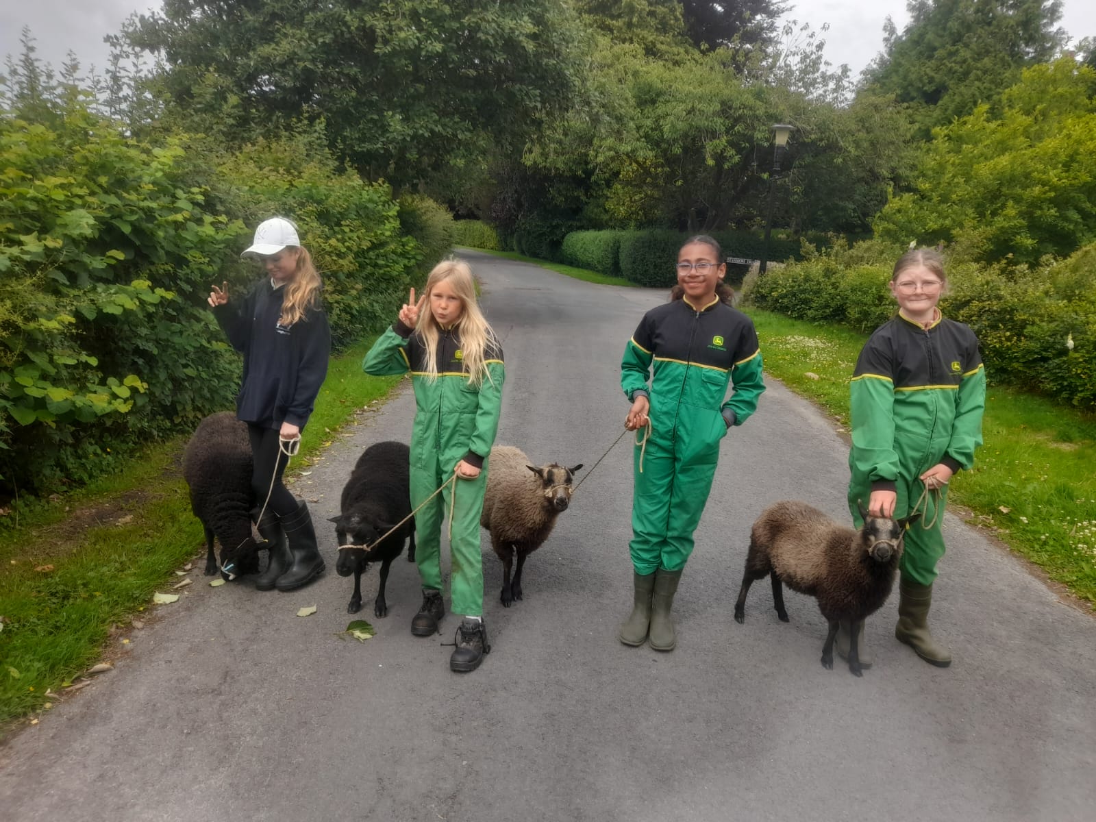 Shetland Sheep for Sale North West England