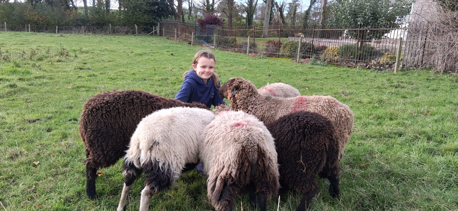 Shetland Sheep for Sale North West England image 2