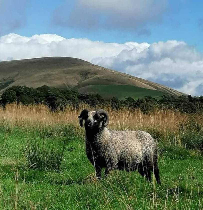 Powdermill Flock