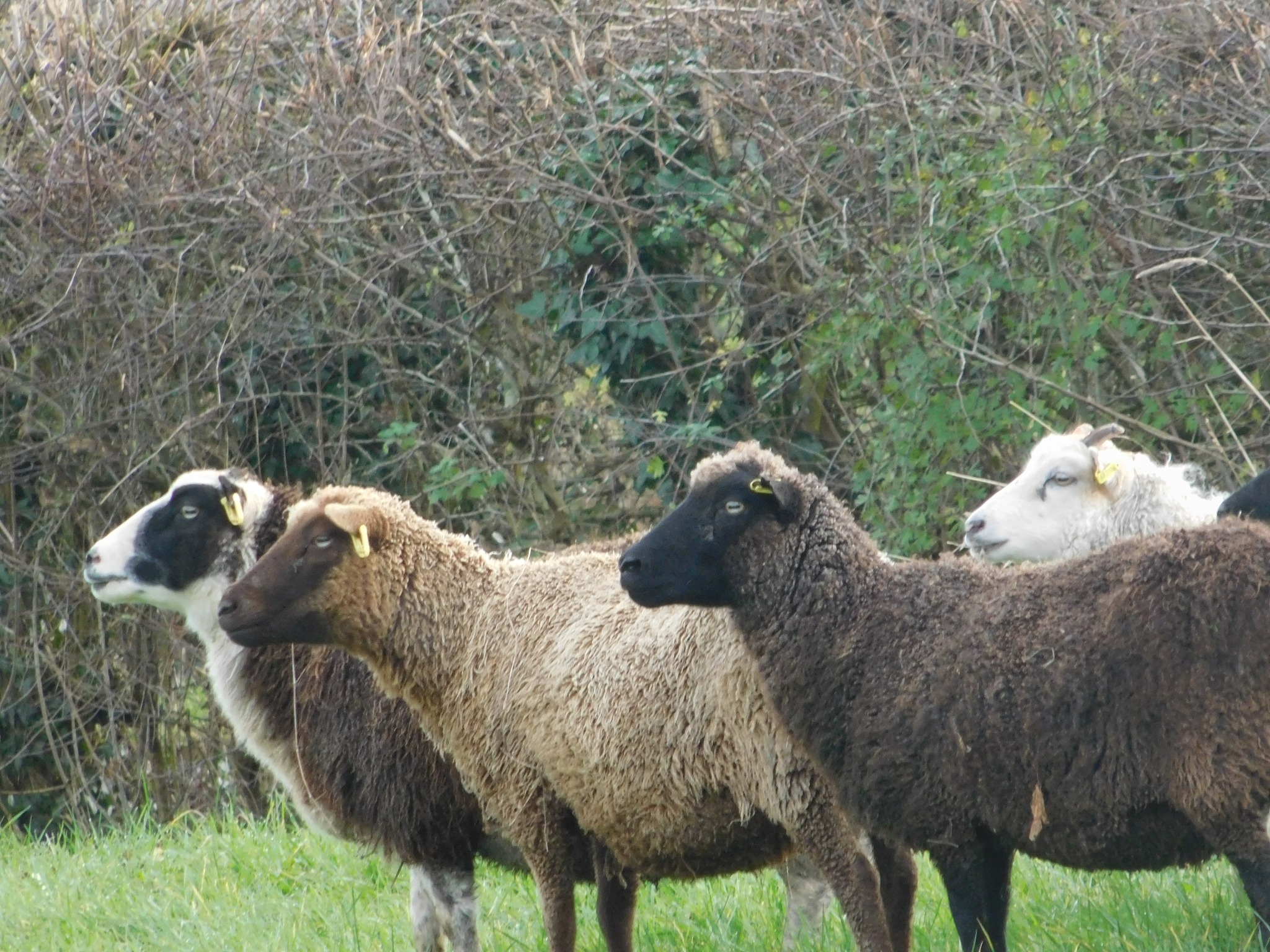 Powdermill Flock image 2