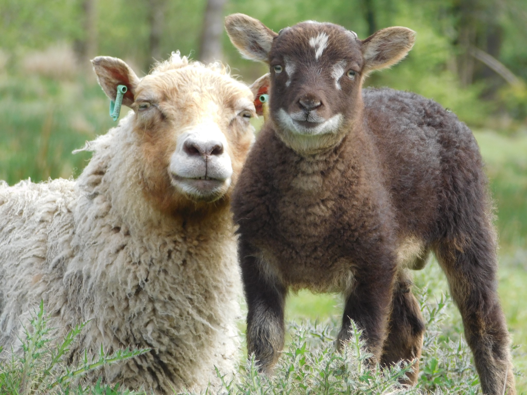 Powdermill Flock image 3