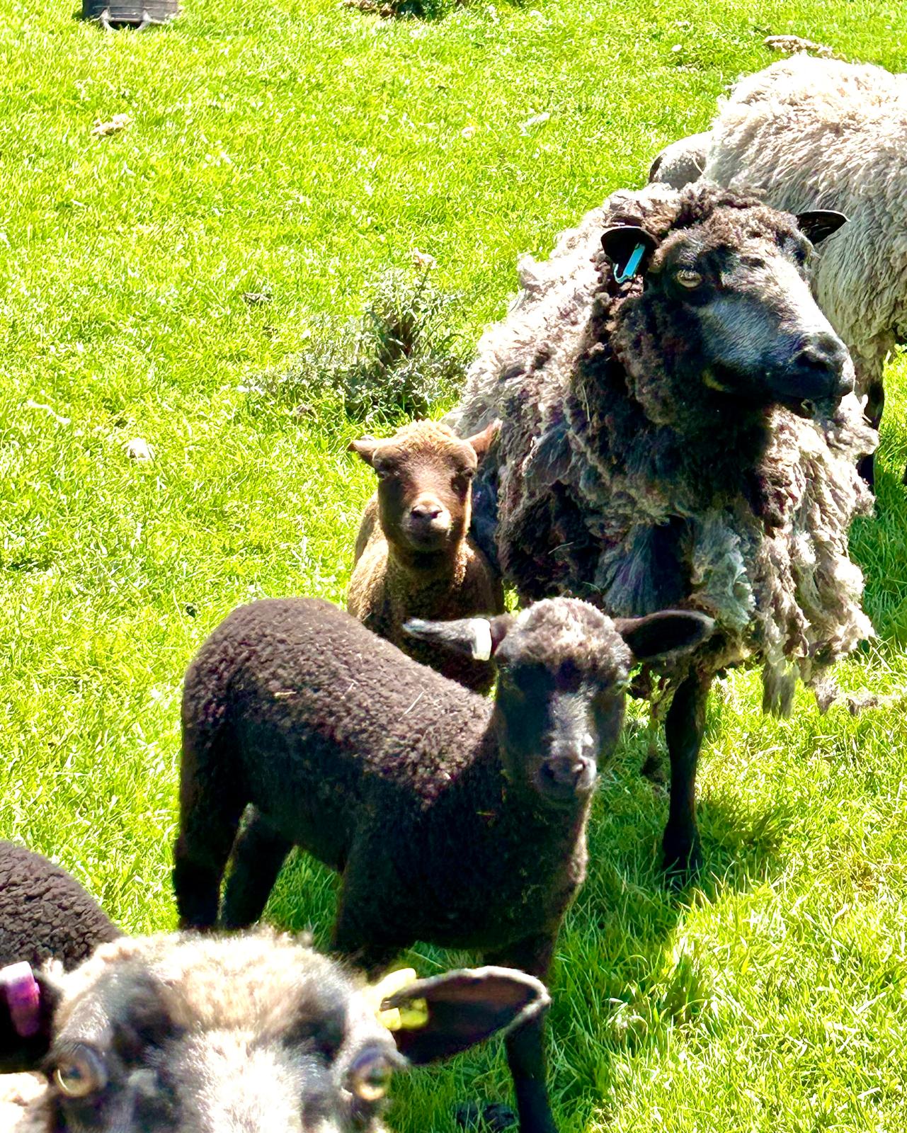 Ewes, lambs and shearlings