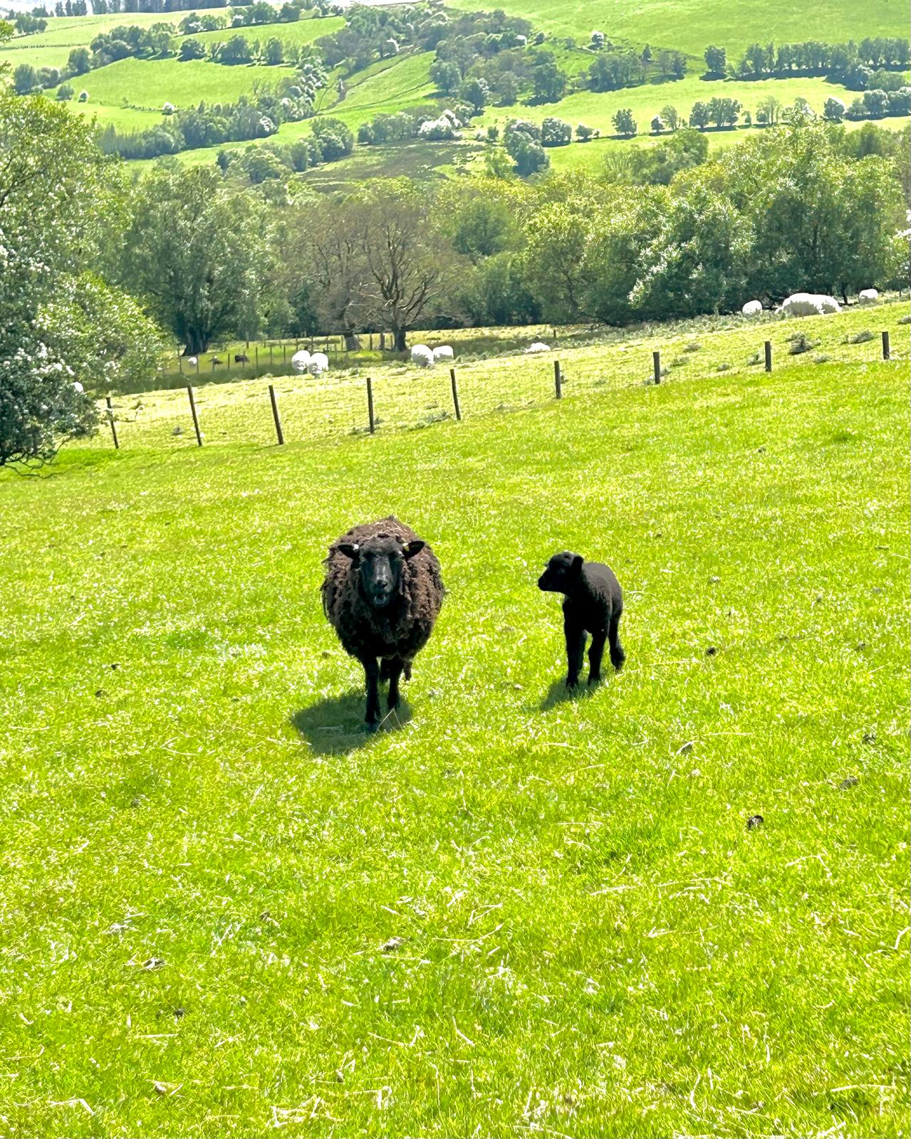 Ewes, lambs and shearlings image 2