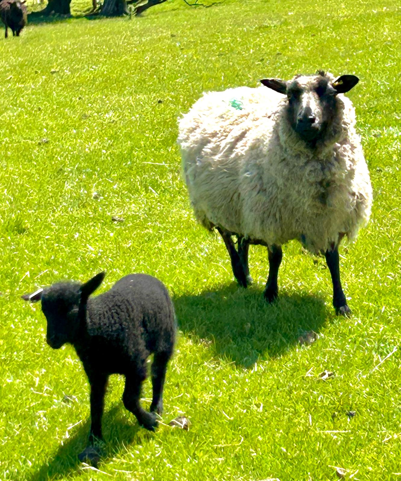 Ewes, lambs and shearlings image 3