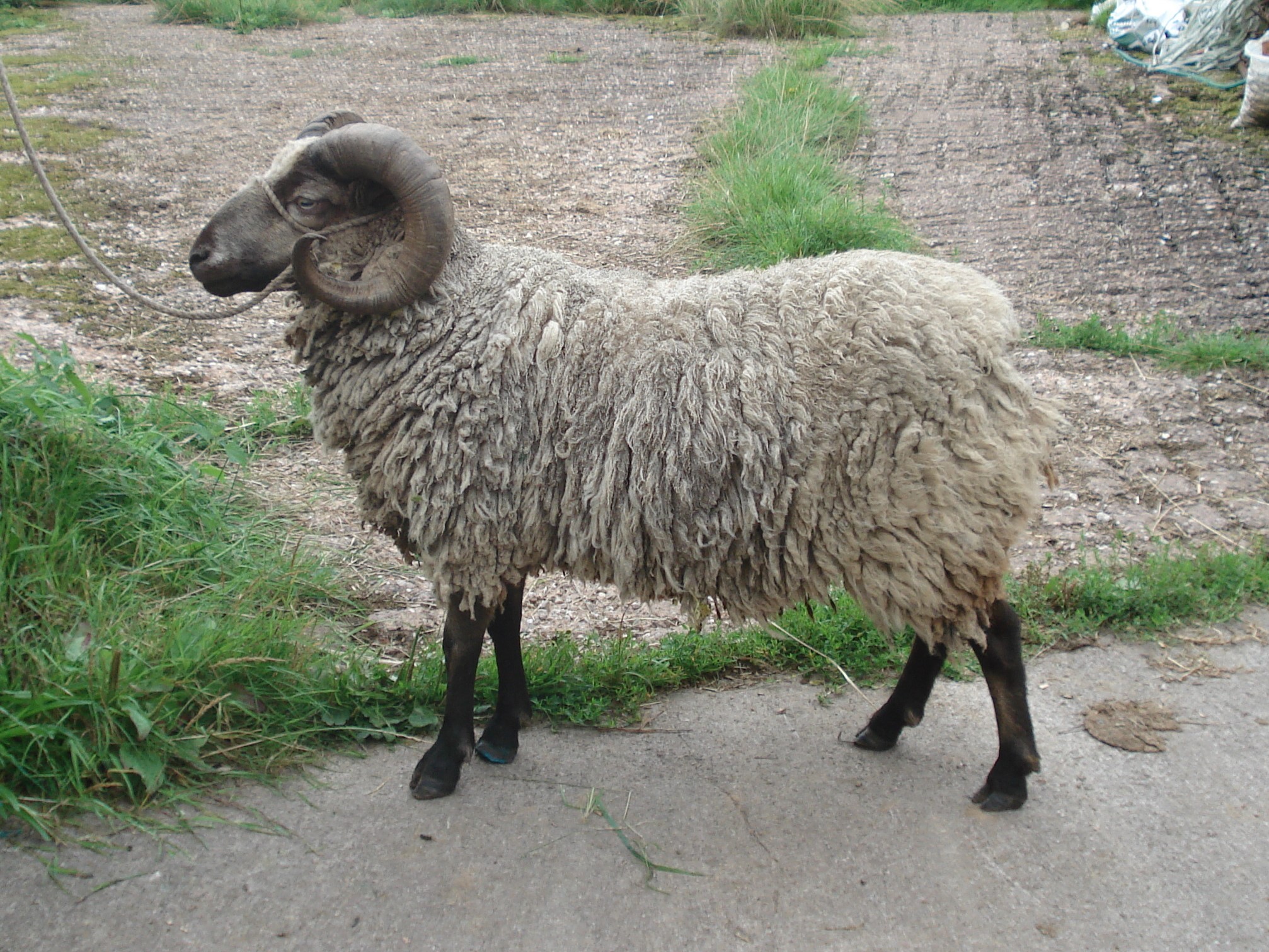 Rams, ewes and lambs for sale near Taunton image 1