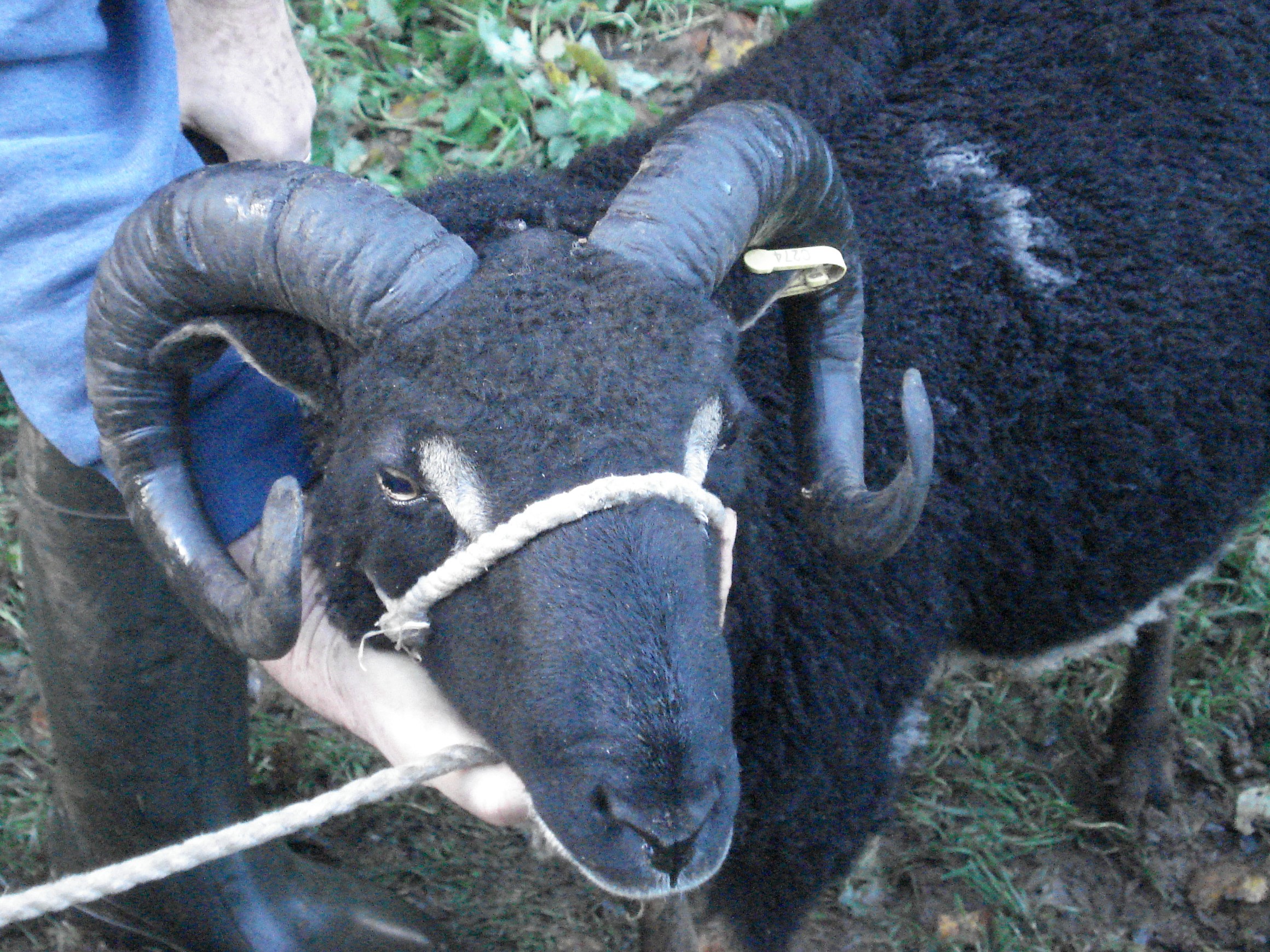 Rams, ewes and lambs for sale near Taunton image 2