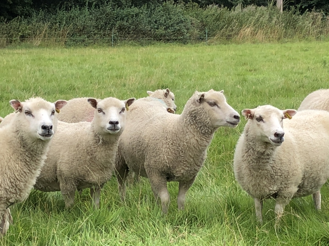 For sale registered shearling ewes