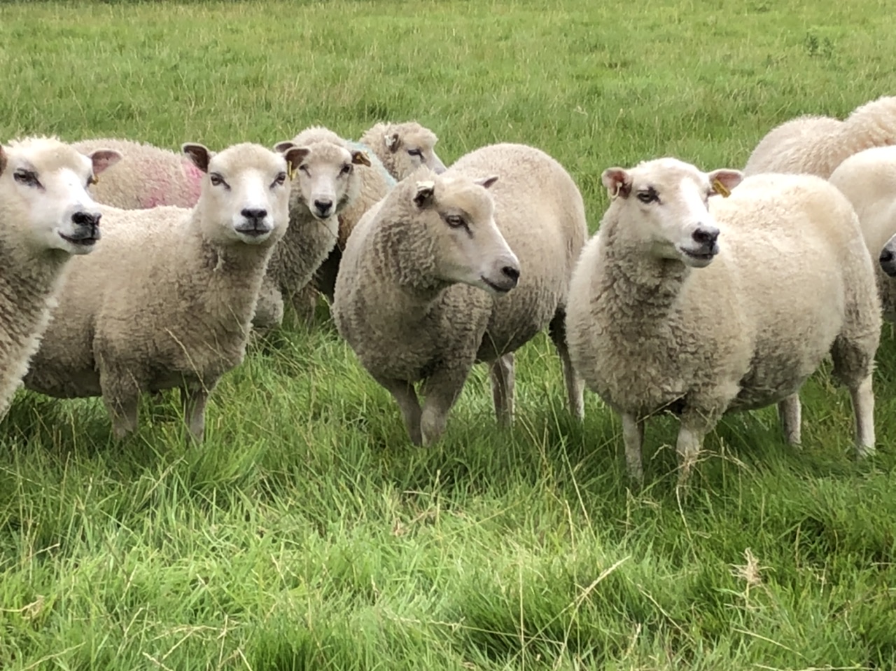 For sale registered shearling ewes image 2