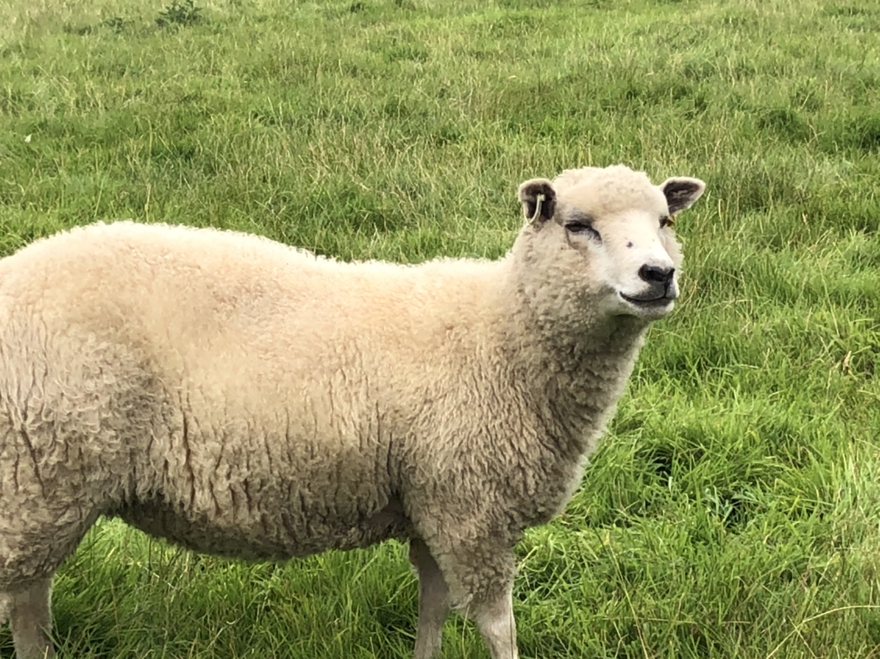 For sale registered shearling ewes image 3