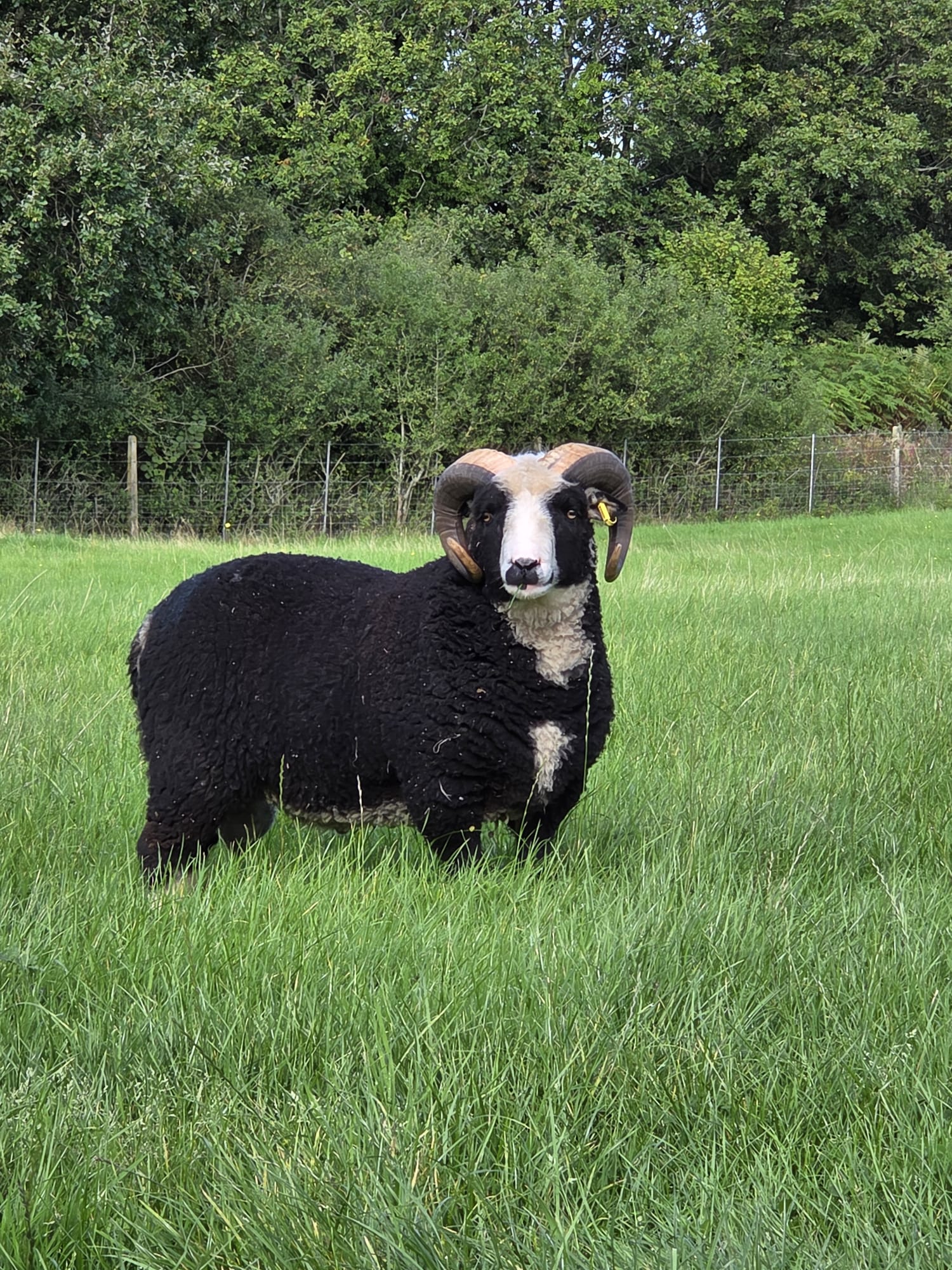 Shearling Rams image 1