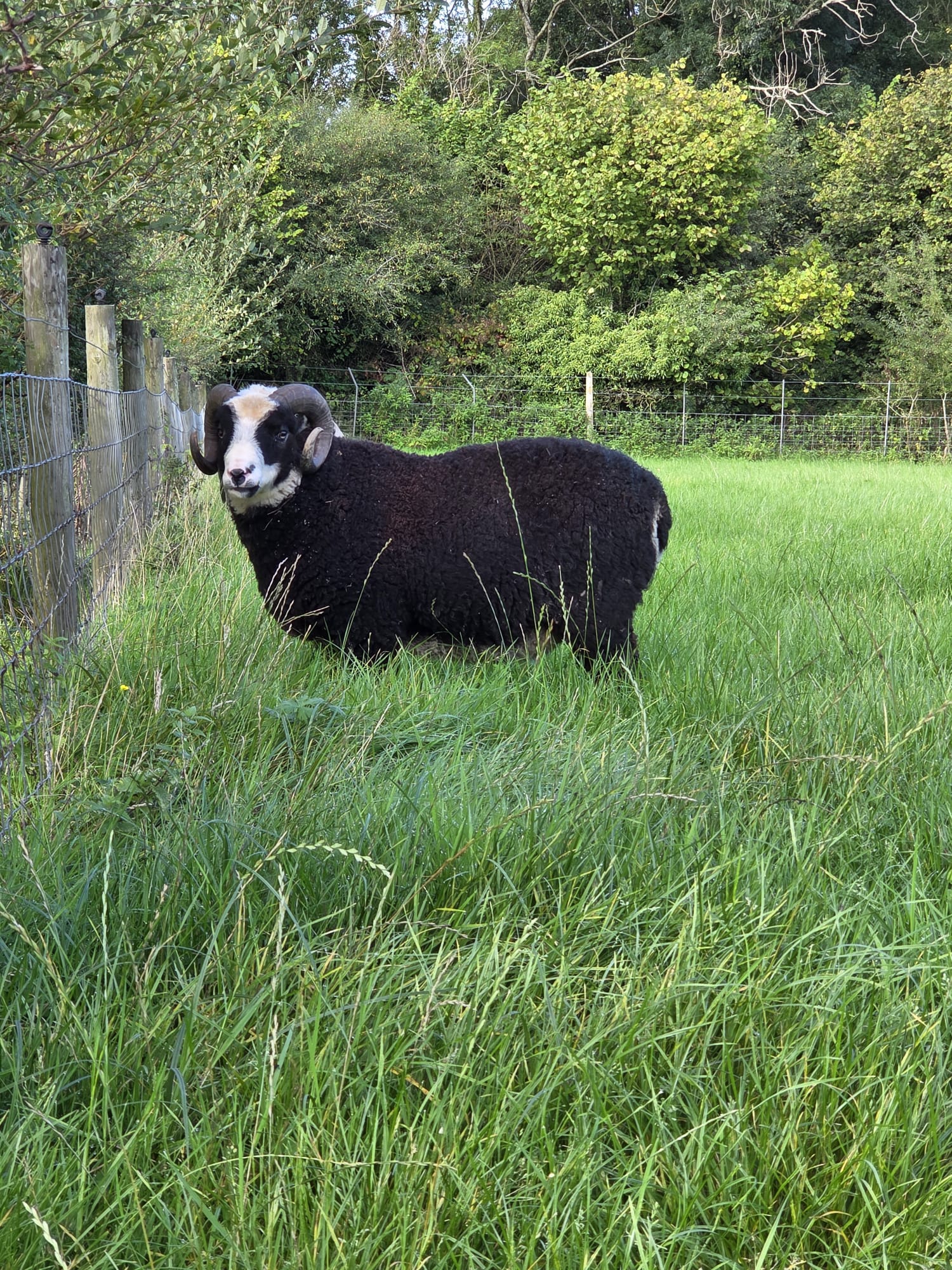 Shearling Rams image 2