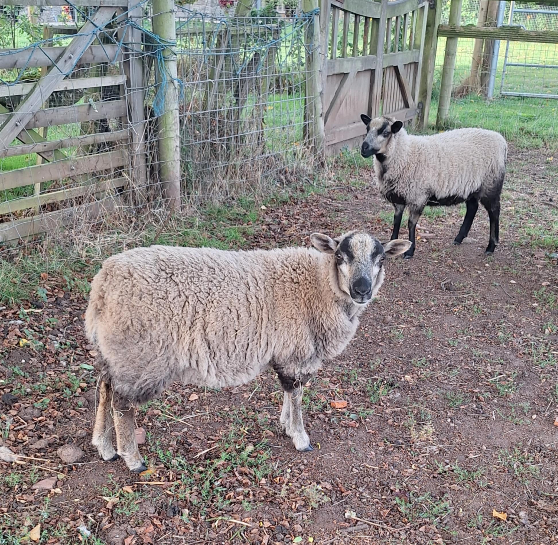 2 ewe lambs