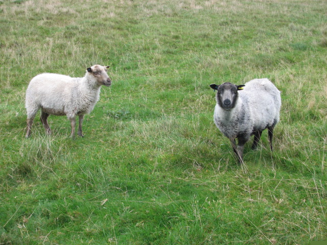 Two registered gimmers for sale image 1