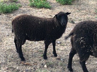 Registered Pedigree Shetlands for Sale image 1
