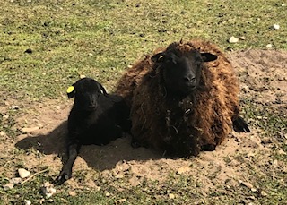 Registered Pedigree Shetlands for Sale image 3