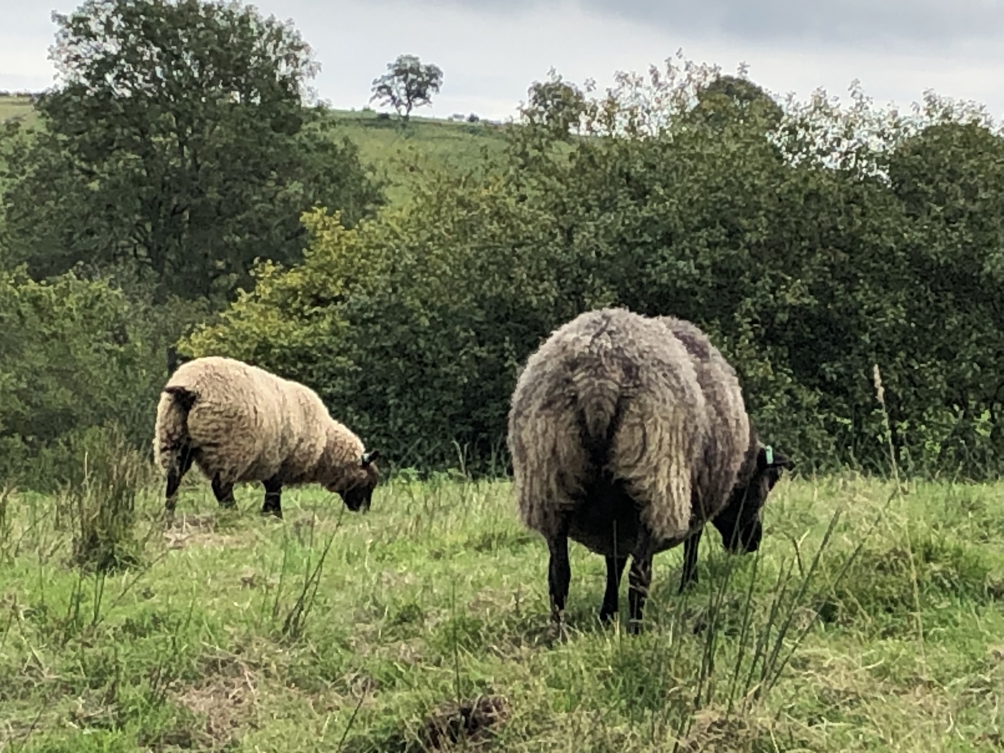 Cil Wenllan Flock, Machynlleth image 2