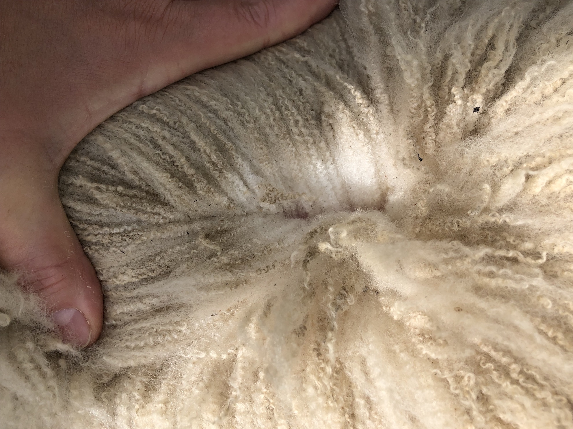 Cil Wenllan Flock, Machynlleth image 3