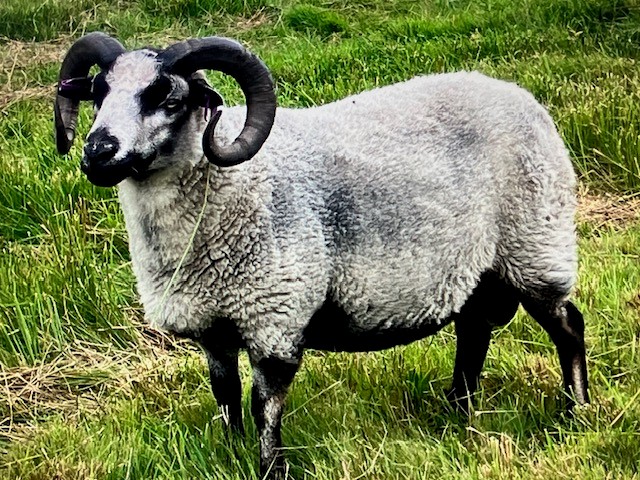 Proven tup for sale image 3