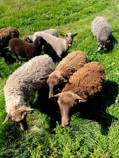 Starter Flock available image 1