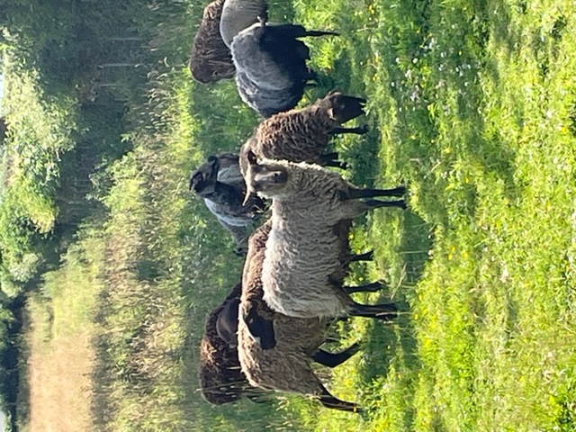 Starter Flock available image 2