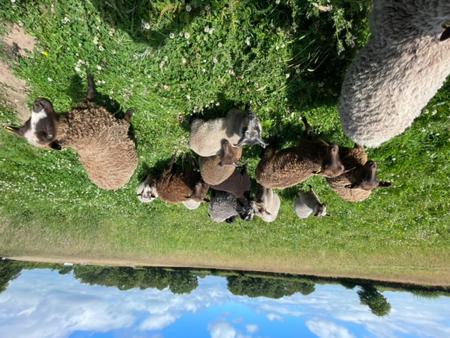 Starter Flock available image 3