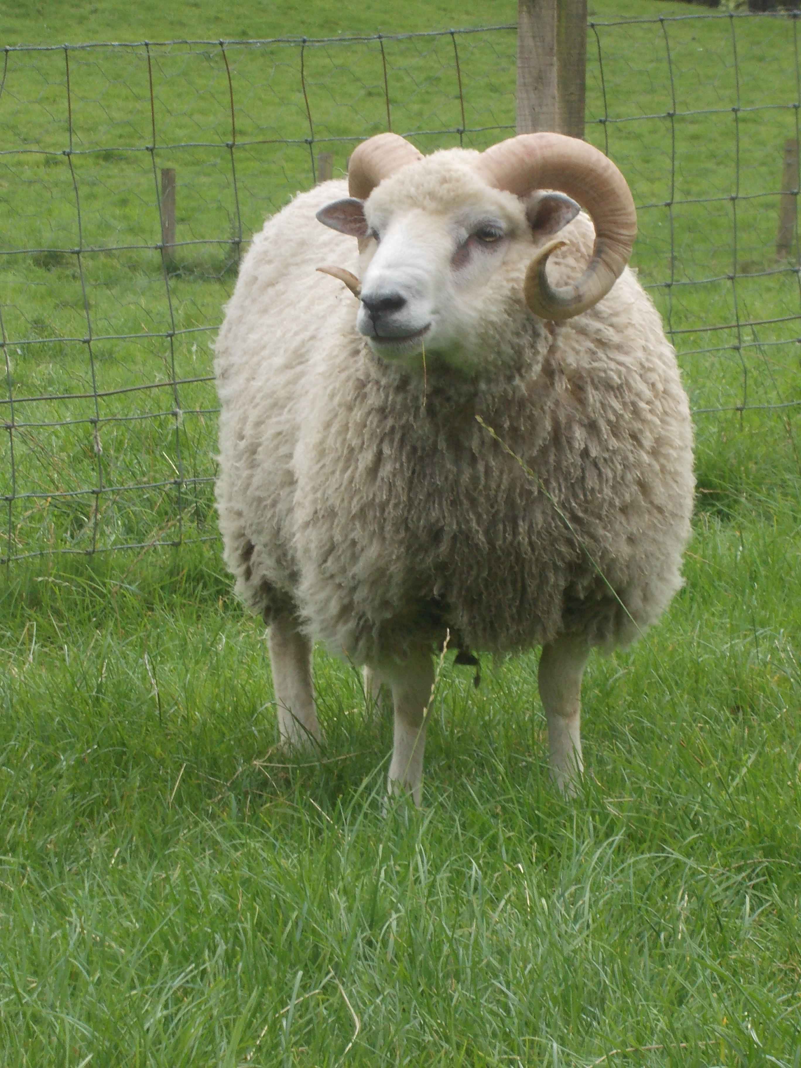 Shearling ram, white,  for sale image 1