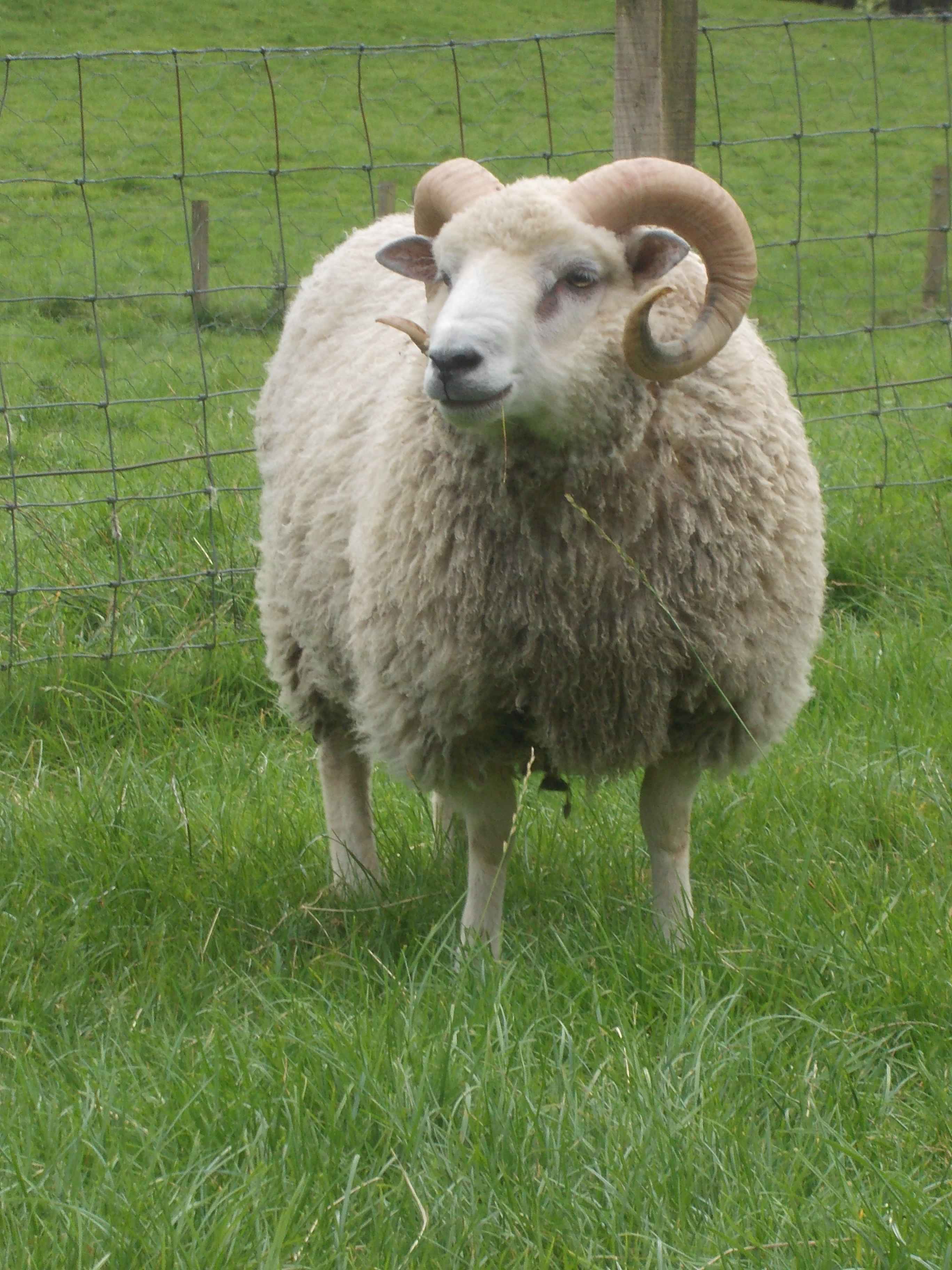 Shearling ram, white, for sale image 1